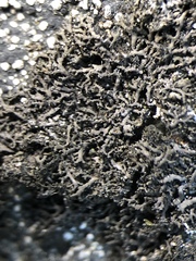 Phaeophyscia sciastra