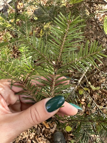Image of Abies nephrolepis by (c) Tatyana Petrenko, some rights reserved (CC BY)