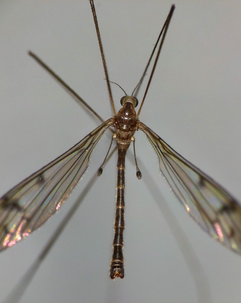 Nothophila