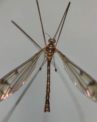 Nothophila fuscana