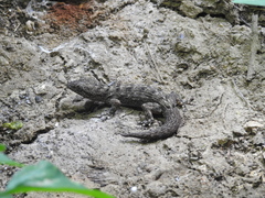 Phyllodactylus reissii