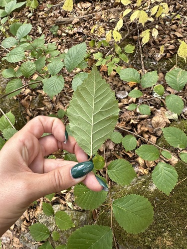 Image of Ulmus davidiana by (c) Tatyana Petrenko, some rights reserved (CC BY)