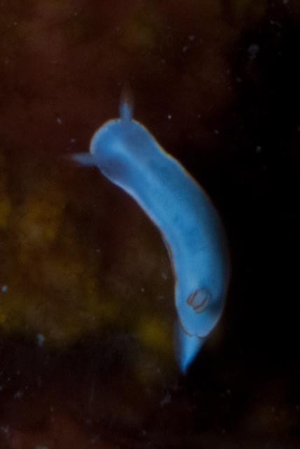 Thorunna furtiva
