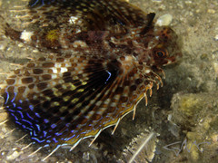 Dactyloptena orientalis