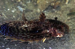 Dactyloptena orientalis