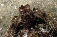 Dactyloptena orientalis