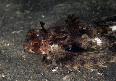 Dactyloptena orientalis