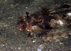 Dactyloptena orientalis