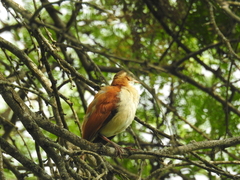 Furnarius leucopus cinnamomeus