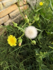 Sonchus