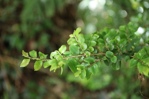 Eurya crenatifolia (Eurya crenatifolia)