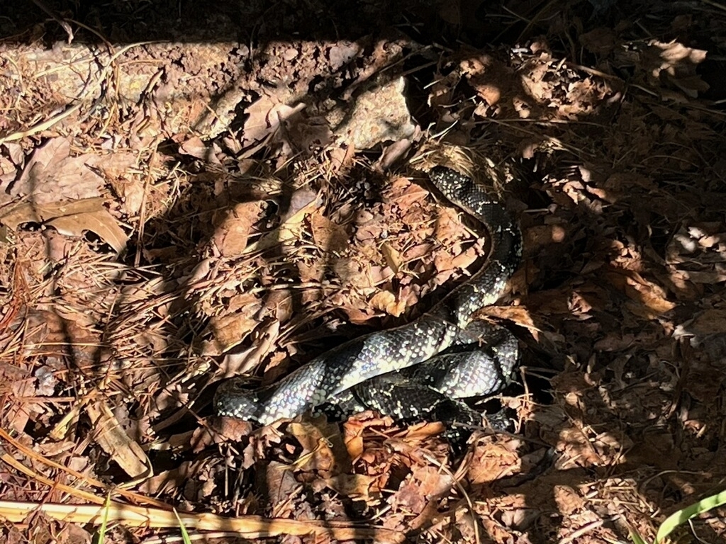 Black Kingsnake from Gracevill, Ooltewah, TN 37363, USA on October 8