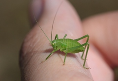 Platylyra californica