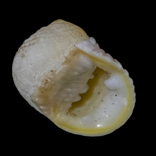 Pleated Nerite