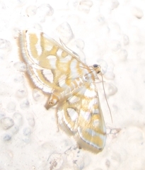 Pseudopyrausta marginalis