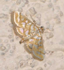 Pseudopyrausta marginalis