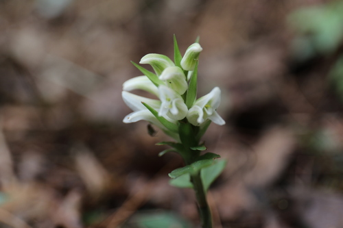 Image of Short-Raceme Rattlesnake Plantain (Goodyera henryi) by (c) Yu-Chang Chen, some rights reserved (CC BY)