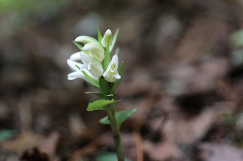 Image of Goodyera henryi by (c) Yu-Chang Chen, some rights reserved (CC BY)