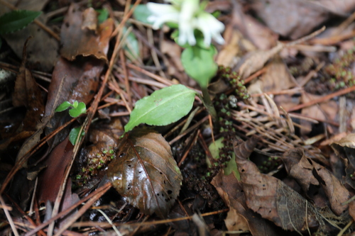 Image of Short-Raceme Rattlesnake Plantain (Goodyera henryi) by (c) Yu-Chang Chen, some rights reserved (CC BY)