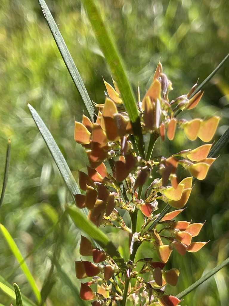 narrow-leaf bitter-pea