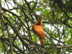 Furnarius leucopus cinnamomeus