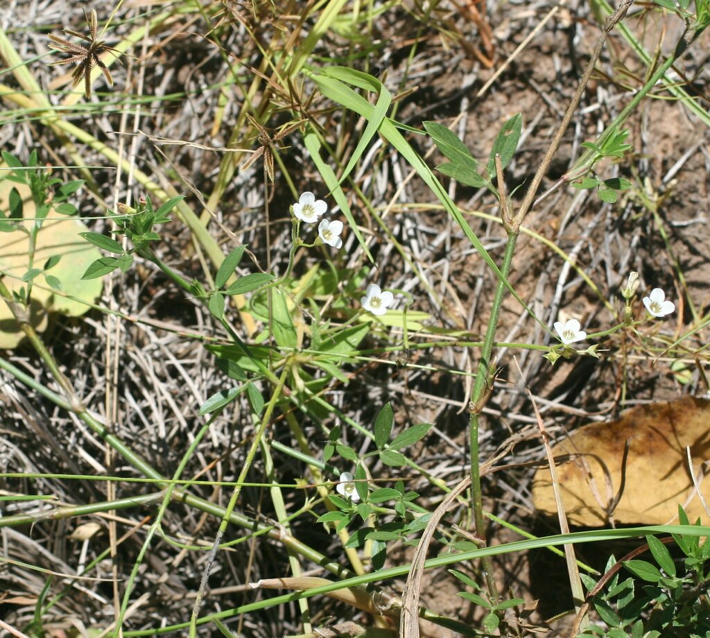 Mitrasacme hispida