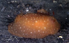 Doriopsilla peculiaris