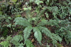 Wallich's Wood Fern (Dryopteris wallichiana)