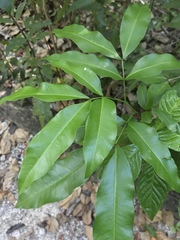 Exothea paniculata image