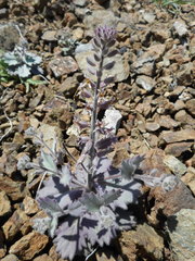 Streptanthus hispidus