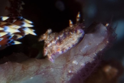 Hypselodoris skyleri
