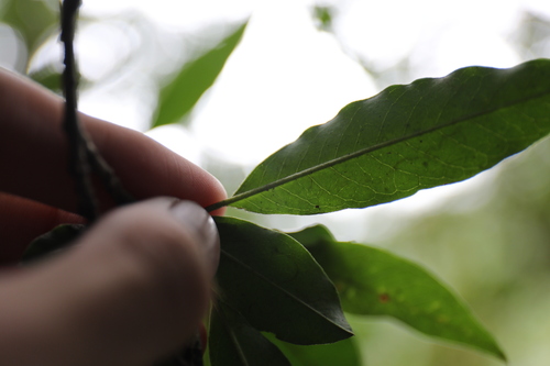 Image of Photinia niitakayamensis by (c) Yu-Chang Chen, some rights reserved (CC BY)