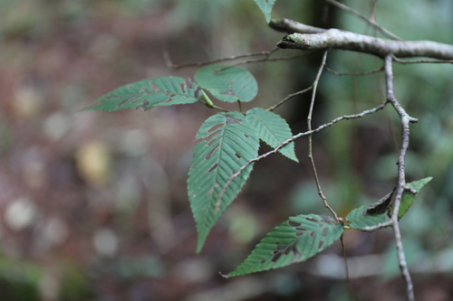 Carpinus rankanensis, photograph 4