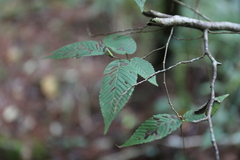 (c) Yu-Chang Chen, some rights reserved (CC BY) Carpinus rankanensis, photograph (c) Yu-Chang Chen, some rights reserved (CC BY)