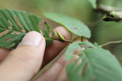 (c) Yu-Chang Chen, some rights reserved (CC BY) Carpinus rankanensis, photograph (c) Yu-Chang Chen, some rights reserved (CC BY)