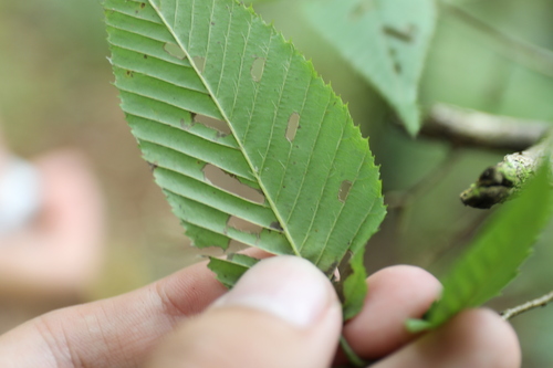 Carpinus rankanensis, photograph 6