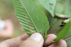 Carpinus rankanensis, photograph (c) Yu-Chang Chen, some rights reserved (CC BY)