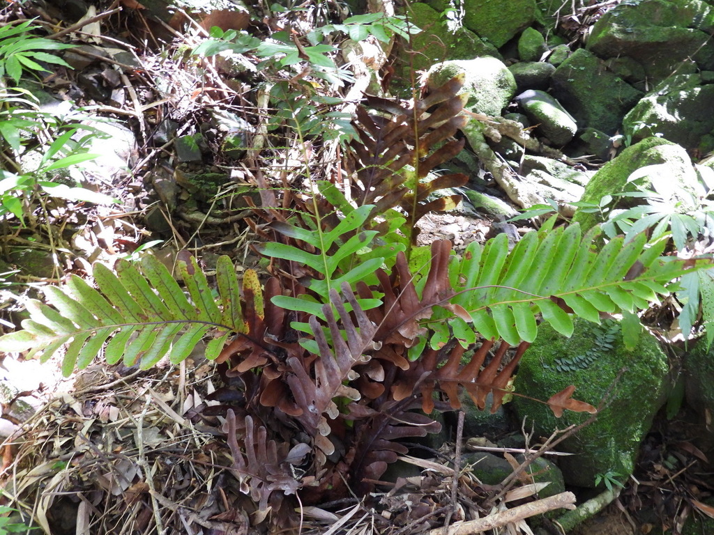 Bear’s-paw Fern in August 2023 by Chen Shu · iNaturalist