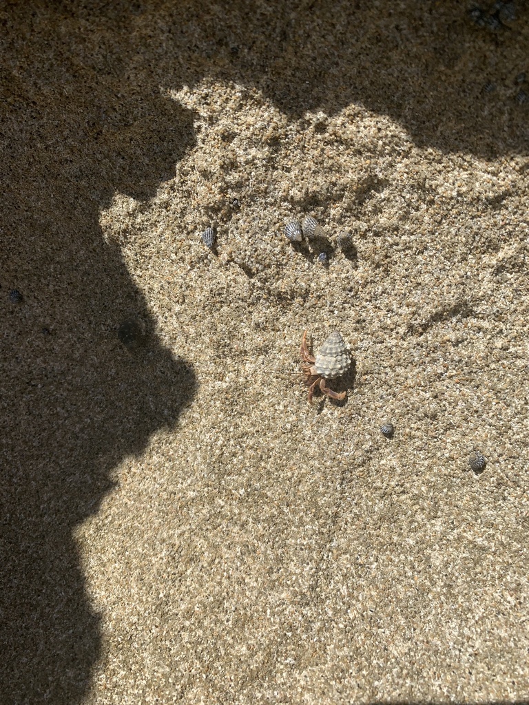 Caribbean Land Hermit Crab from Puerto Rico, Isabela, Puerto Rico, US ...