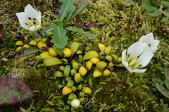 Gentianella saxosa