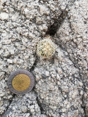 Thelocactus bicolor bicolor
