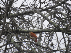 Furnarius leucopus cinnamomeus