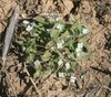 Mitrasacme epigaea - Photo (c) geoffbyrne, some rights reserved (CC BY-NC)