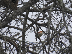 Furnarius leucopus cinnamomeus