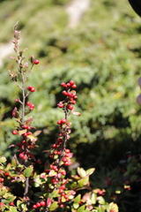 Cotoneaster konishii