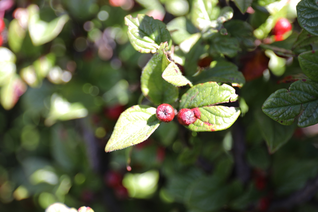 Cotoneaster konishii; photograph (c) Yu-Chang Chen, some rights reserved (CC BY)
