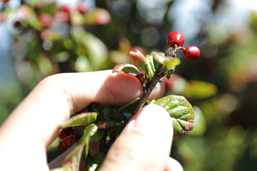 Cotoneaster konishii, photograph 3