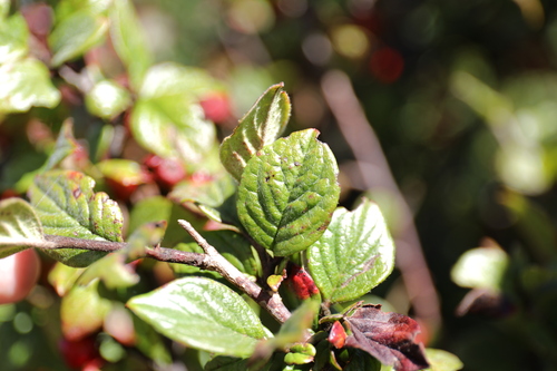 Cotoneaster konishii, photograph 2