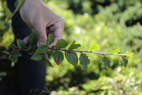 Cotoneaster konishii, photograph 6