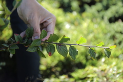 Cotoneaster konishii, photograph (c) Yu-Chang Chen, some rights reserved (CC BY)